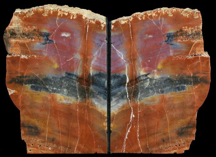 Tall Arizona Petrified Wood Bookends - Brilliant #41498